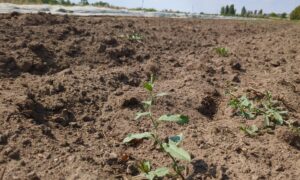Arbeiten gehen in der Klimakatastrophe – Berichte aus einem neuen Alltag